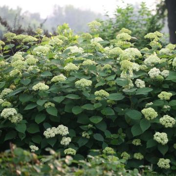 Pallohortensia Lime Rickey