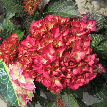 Jalohortensia Black Diamonds Dark Angel