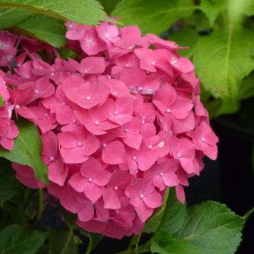 Jalohortensia Dolce Fragola