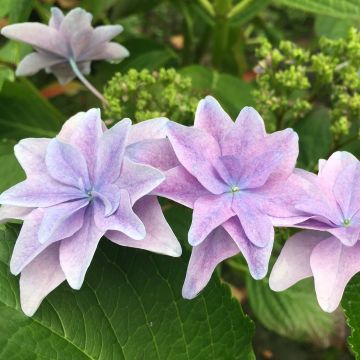 Jalohortensia Hovaria Elleair Anniversary