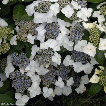 Jalohortensia Great Star Blanc Bleu
