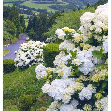 Jalohortensia Immaculata