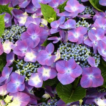 Jalohortensia Royalty Kardinal Violet