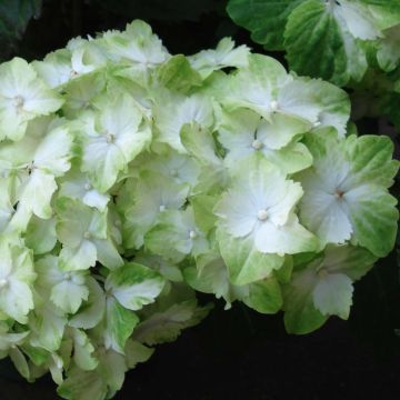 Jalohortensia Magical Jade