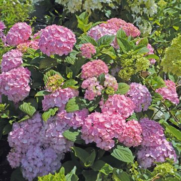 Jalohortensia So Long Rosy