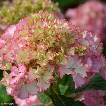 Jalohortensia So Long Sunny