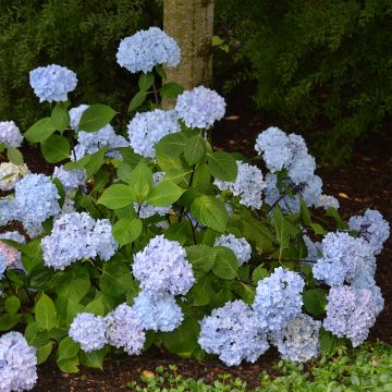 Jalohortensia So Long Ebony
