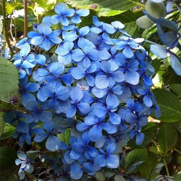 Jalohortensia Yamato