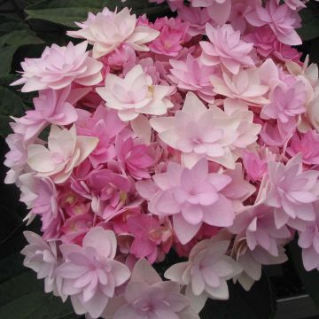 Jalohortensia You and Me Romance