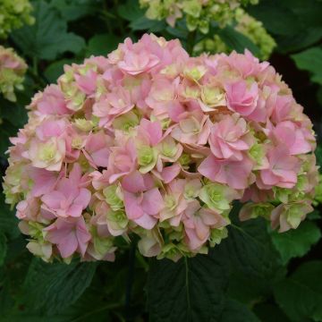 Jalohortensia You and Me Together