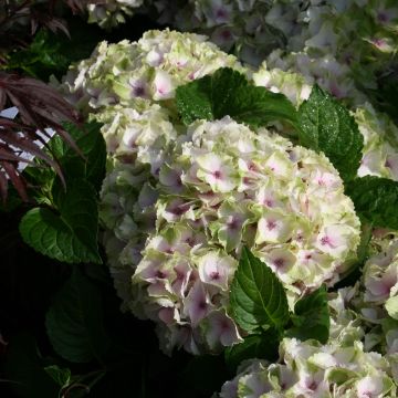 Jalohortensia Magical Summer Green