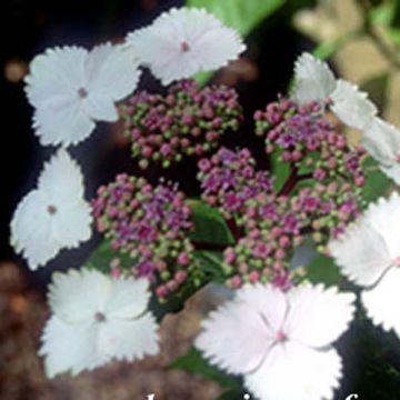 Jalohortensia Nadesiko