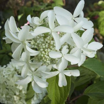 Syyshortensia Great Star Le Vasterival