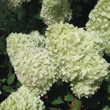 Syyshortensia Limelight