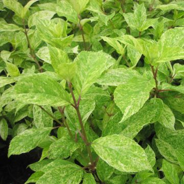 Syyshortensia Shikoku Flash