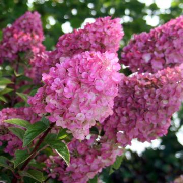 Syyshortensia Sundae Fraise