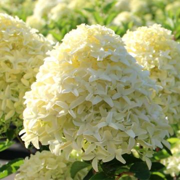 Syyshortensia White Light