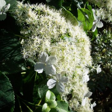 Köynnöshortensia ssp. petiolaris