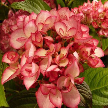 Jalohortensia Dutch Ladies Salsa Sidsalimp