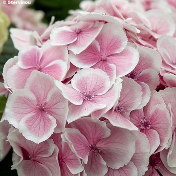 Jalohortensia Wedding Ring