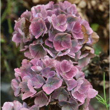 Jalohortensia Baron Pourpre