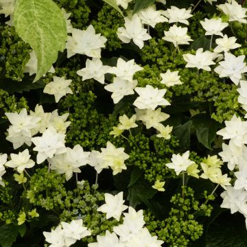 Jalohortensia Hovaria Fireworks White