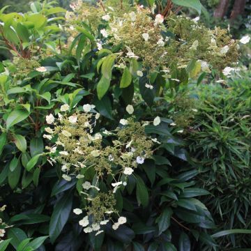 Köynnöshortensia - Hydrangea seemanii