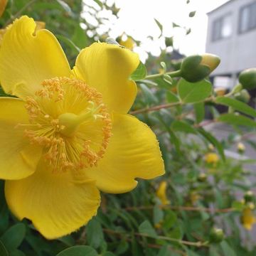 Turkinpensaskuisma - Hypericum calycinum