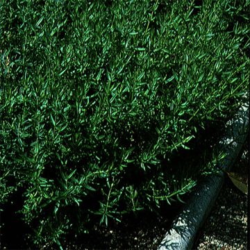 Iisoppi luomu - Ferme de Sainte Marthe - Hyssopus officinalis