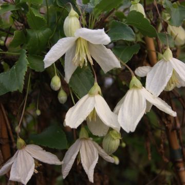 Pallekärhö Jingle Bells