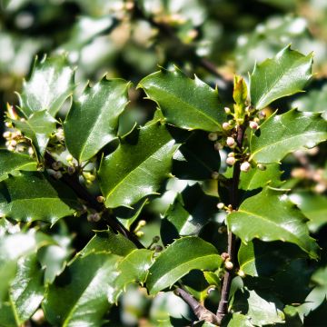 Pihaorjanlaakeri Heckenstar
