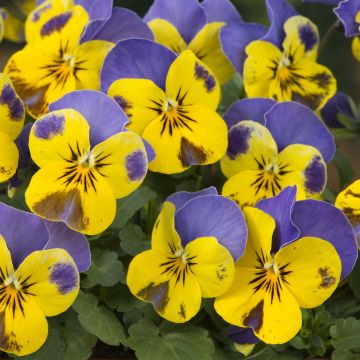 Tarhasarviorvokki Yellow Blue Jump-Up keltainen - Viola