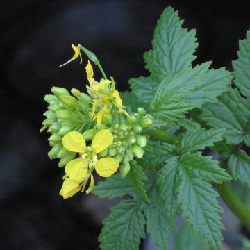 Keltasinappi 10 m² - Sinapis alba