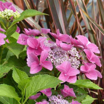 Jalohortensia Teller Pink
