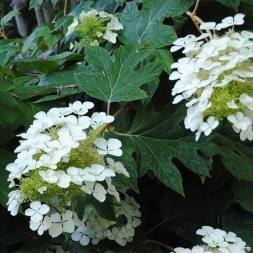 Tammihortensia Sike's Dwarf