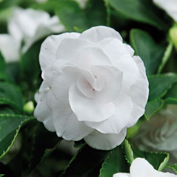 Ahkeraliisa Double Walleriana blanc