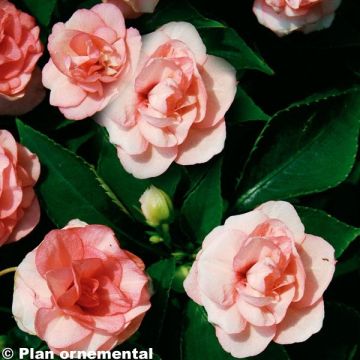 Ahkeraliisa Double Walleriana saumon