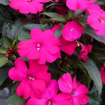 Ahkeraliisa SunPatiens Compact Purple
