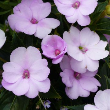 Ahkeraliisa Sunpatiens Compact Orchid Blush