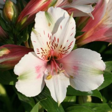 Inkalilja Inticancha White Pink Heart