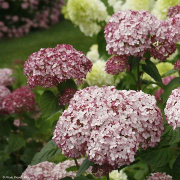 Pallohortensia Sweet Annabelle