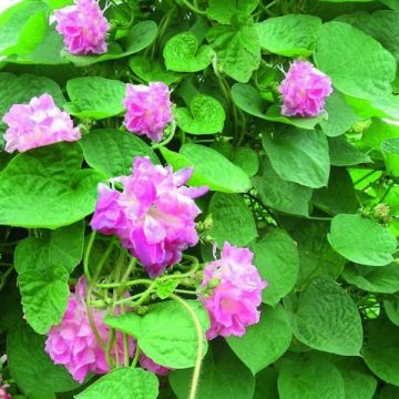 Elämänlanga Rosa Volant (siemenet)