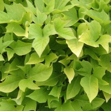 Bataatti Sweet Caroline Light Green
