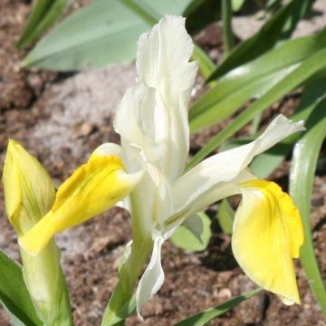 Bokharankurjenmiekka - Iris bucharica