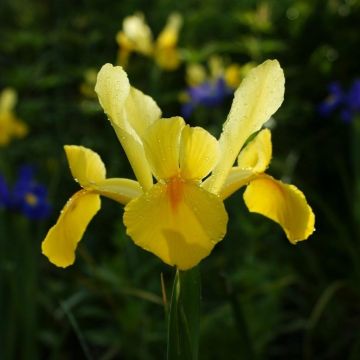 Hollanninkurjenmiekka Royal Yellow