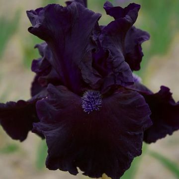 Saksankurjenmiekka Obsidian