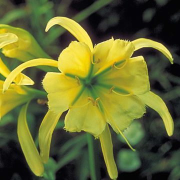 Lukinlilja Sulphur Queen
