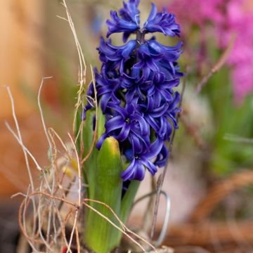 Hyasintti Blue pearl