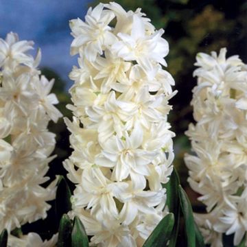 Hyasintti Madame Sophie