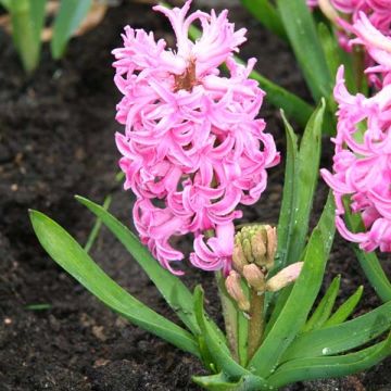 Hyasintti Pink Pearl
